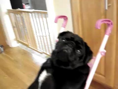 Мопсоколяска