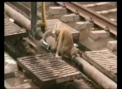 Обезьяна спасает друга