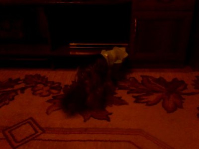 Почти дракон