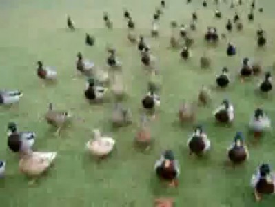 Утки захватчики