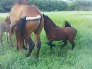 Бедная лошадка.