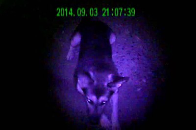 Вечерний мацион