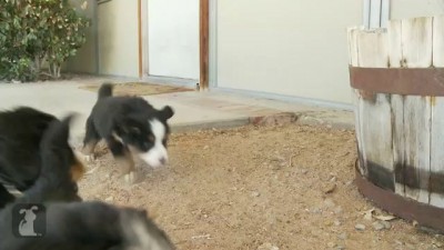 позитивные щенки