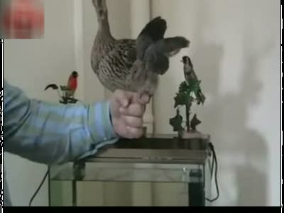 Руки вверх, птичка!