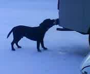 Собака - дыхоман