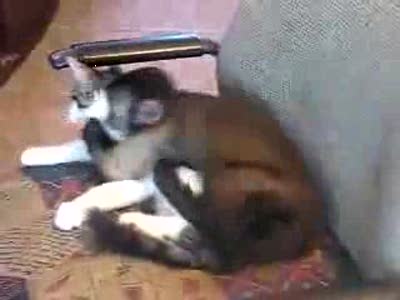 Любовь кота и обезьянки