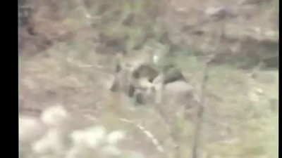 Обезьяны убегают на кабане Неуловимые мстители