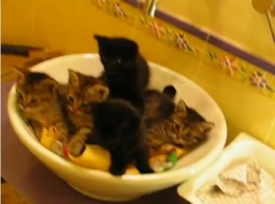 Котейки синхронисты