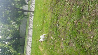 собака на дереве