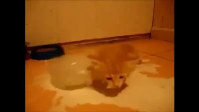 Котенок сходит с ума от молока.