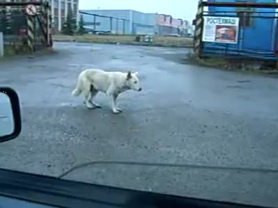 Собака танцует под музыку