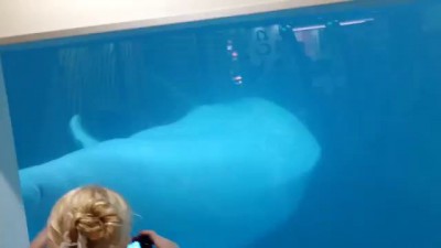 Дельфины в Макдональдсе (Лазаревское)
