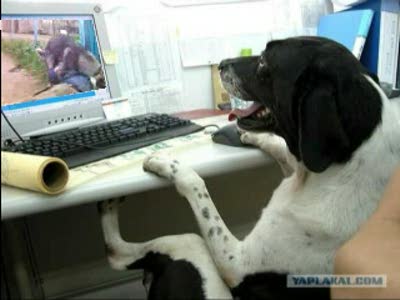 Собачий кайф