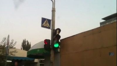 Кот на светофоре