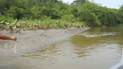 Scary Costa Rica Crocodile