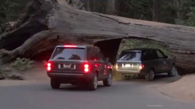 Sequoia National Park travel under the tree