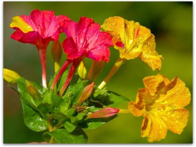 Super dnia - Супер день