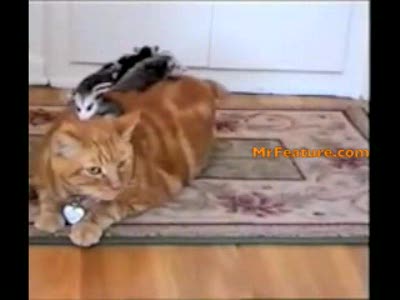 у кота железные нервы