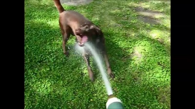 Тобик и шланг.