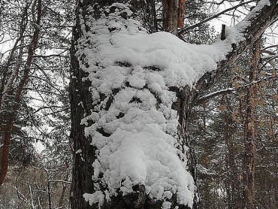 Зимняя сказка