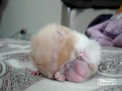 Охраняет достоинство даже во сне