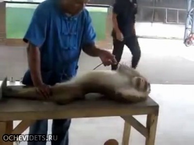 Обезьяний фитнес