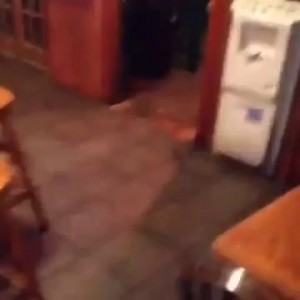 Opossum You Don't Belong Here!