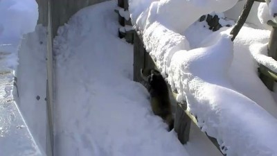 Red Panda playing in the snow