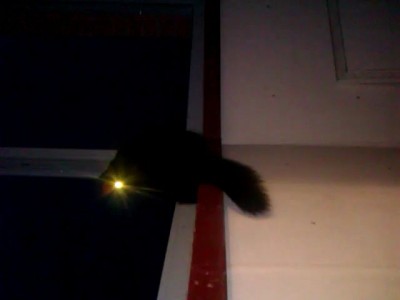 кот-светодиод