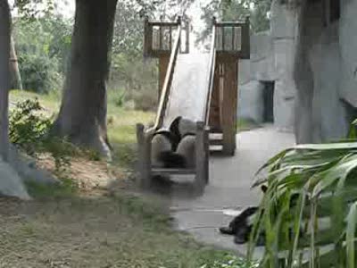 Панды на горке