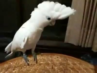 Parrot Dancing Gangnam Style