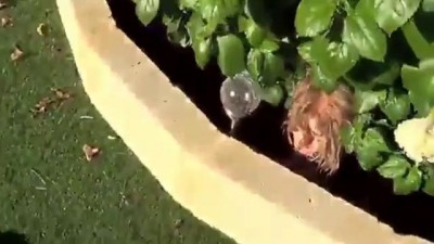 Психоделический способ открыть кокос