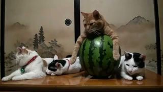 котэ и арбуз