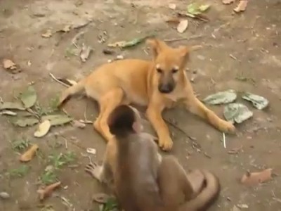 Смертельная битва