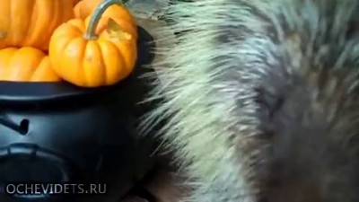 Вкусняшка то какая