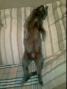 Кот спит стоя