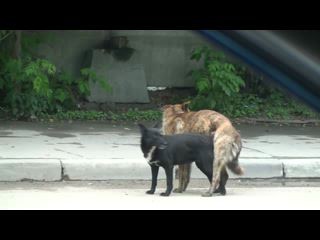 Собака членнеотдавака