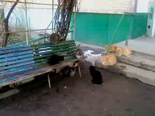 Коты собираются