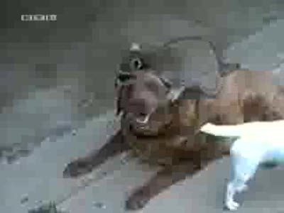 Приколы с животными, новые подборки