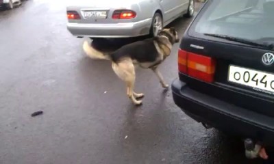 трехлапая собака