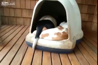 dogs house