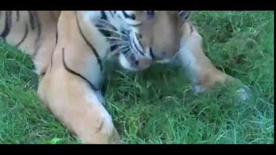 Травоядный тигр