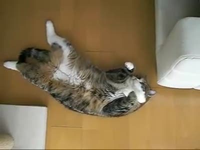 Сверхкот Maru