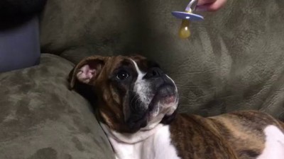 Собака-засыпака