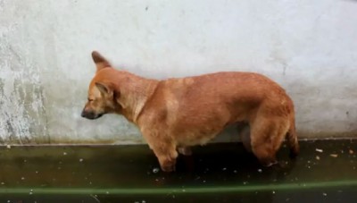 Песик чуть не уснул стоя