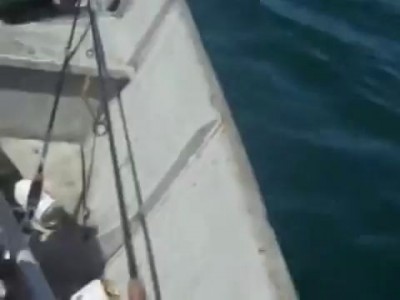 Помогли дельфинёнку