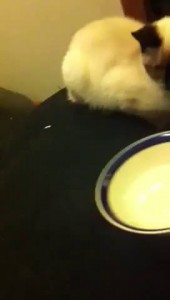 Любительница молока