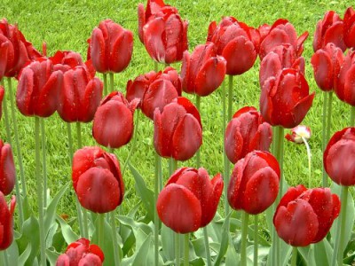 ТЮЛЬПАНЫ