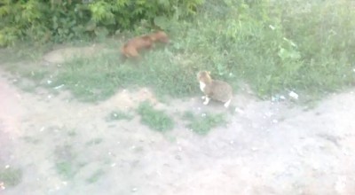 Собака vs кошка