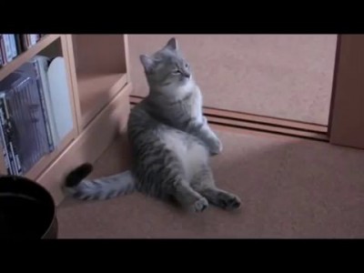 Кот просит есть